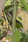 Swamp rosemallow